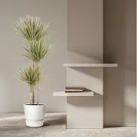 Markenlos Dracaena Bicolor - 150 cm - ø24