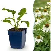 Green Boutiq - Stauden - Echinacea purp. Alba - Sonnenhut - Bienen- und Schmetterlingszieher - Weiß - 6 Pflanzen - Topf 11cm - Höhe 15-25cm
