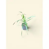GRDplanten 6 x Yucca filamentosa - Palmlilie | 9x9 cm pot