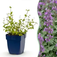 Green Boutiq - Stauden - Nepeta rac. Grog - Katzenminze - Bienchen- und Schmetterlingsanzieher - Blau - 1 Pflanzen - Topf 11cm - Höhe 15-25cm