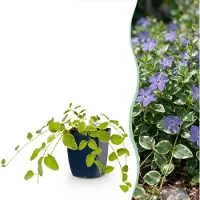 Green Boutiq - Stauden - Vinca major Variegata - Maagdenpalm - Bodendecker - Blau - 1 Pflanzen - Topf 11cm - Höhe 15-25cm