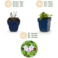 Green Boutiq - Stauden - Geranium macr. Spessart - Storchschnabel - Bodendeckend - Weiß-Rosa - 6 Pflanzen - Topf 11cm - Höhe 15-25cm