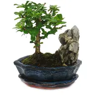 Exotenherz Bonsai Fukientee - Carmona microphylla - Felslandschaft - ca. 6 Jahre