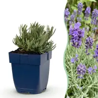 Green Boutiq - Stauden - Lavandula ang. Dwarf Blue - Lavendel - Duftend - Violett - 1 Pflanzen - Topf 11cm - Höhe 15-25cm
