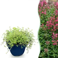 Green Boutiq - Stauden - Thymus praecox Red Carpet - KriechThyme - Duftend - Rot-Rosa - 1 Pflanzen - Topf 11cm - Höhe 15-25cm