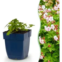 Green Boutiq - Stauden - Geranium macr. Spessart - Storchschnabel - Bodendeckend - Weiß-Rosa - 12 Pflanzen - Topf 11cm - Höhe 15-25cm