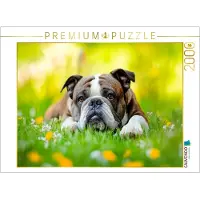 CALVENDO Puzzle: Ein Englischer Bulldogge genießt die Natur | 2000 Teile, fertige Größe: 90 x 67 cm | Fotopuzzle für entspannte Stunden