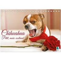 Sonstige Verlage Chihuahua : petit, mais costaud (Calendrier de bureau 2027 DIN A5 vertical), CALVENDO calendrier mensuel