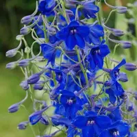Arborix 6 x Rittersporn 'Völkerfrieden' Delphinium Topf 9cm Königsblaue Blüten