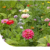 Merkloos Blumensamen-Mischung – 50 g für einen farbenfrohen Blumenstrauß
