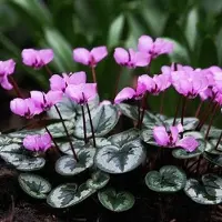 Arborix 6 x Frühlings-Alpenveilchen Cyclamen coum Topf 9cm Frühblühend