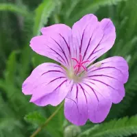 Arborix 6 x Storchschnabel Geranium magnificum Topf 9cm Beetrandpflanze
