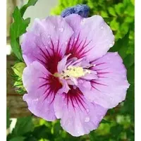 Arborix Garteneibisch 'Ardens' Hibiscus syriacus 40 bis 60 cm im Container Blüht am Neuen Holz