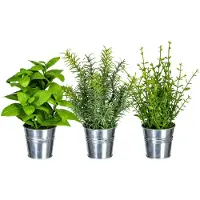 Creativ Green "Kräutermix im Zinktopf"