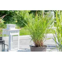 Pflanzen für Dich Rutenhirse Rehbraun, im 2 l Topf - Panicum virgatum
