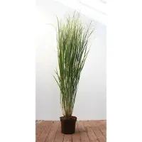 Pflanzen für Dich Rutenhirse Strictum, im 5 l Topf - Panicum virgatum