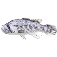 Gaby Plüschtier Fisch Kissen Flussbarsch 80 cm