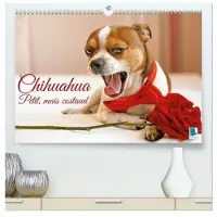 Sonstige Verlage Chihuahua : petit, mais costaud (Calendrier mural haut de gamme 2027 DIN A2 vertical), CALVENDO calendrier mensuel
