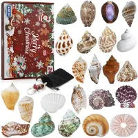 Sonstiges Adventskalender 2026 Muscheln 24 Tage natürliche Muscheln Countdown-Kalender für Jungen Mädchen
