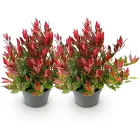 Green Boutiq GreenboutiQ - Gartenpflanze - Leucothoe Little Flame - Rot - 2 Pflanzen - Immergrün - Pflegeleicht - Topf 17cm Höhe 35 - 45cm