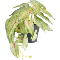 Creativ Green Kunstpflanze "Grünpflanzen", grün, B:30cm H:18cm, Kunststoff, Kunstpflanzen, Kunstpflanze, mit verschiedenen Ausführungen im Set