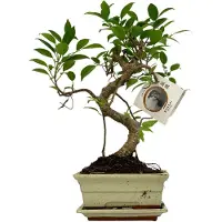 Merkloos Bonsai-Baum in S-Form, in einem Keramiktopf - Zimmerpflanze, Durchmesser 16 cm - Höhe 30-35 cm