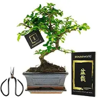 Merkloos Elzusha - Bonsai, S-förmig, 8 Jahre alt - Komplettes Set mit Topf und Pflegeanleitung