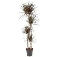 Merkloos Dracaena Magenta 180 cm mit Tiefgrünen Blättern