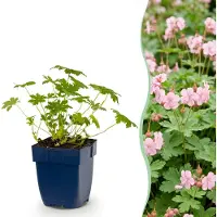 Green Boutiq - Stauden - Geranium macr. Ingwersen's Variety - Storchschnabel - Bodendecker - Hellrosa - 1 Pflanzen - Topf 11cm - Höhe 15-25cm