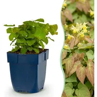 Green Boutiq - Stauden - Epimedium perralch. Frohnleiten - Elfenblume - Schatten - Gelb - 12 Pflanzen - Topf 11cm - Höhe 15-25cm