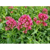 GRDplanten 6 x Centranthus ruber 'Coccineus' - spornblume - Topf 9 x 9 cm