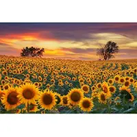 Sonstiges Puzzle 1000 Teile Sonnenblume für Erwachsene und Kinder 70x50 cm