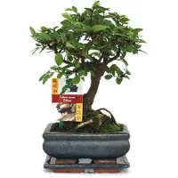 Merkloos Bonsai Chinesische Ulme - Ulmus Parviflora - Ca. 6 Jahre Alt