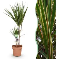 Pflanzenboutique Dracaena Marginata - Drachenbaum - Pflegeleicht - Grün - 70-80cm - Ø17cm - Zimmerpflanze - Immergrün