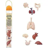 Safari Ltd Menschliche Organe Röhrenfigur