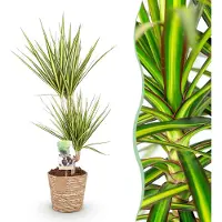 Pflanzenboutique Dracaena Sunray - Drachenbaum - Pflegeleicht - mit Korb - Grün - 70-75cm - Ø17cm - Zimmerpflanze - Immergrün
