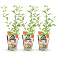 Green Boutiq GreenboutiQ - Obstpflanzen - Goji-Beere - Lycium Barbarum - Winterhart - 3 Pflanzen - Topf 9 cm - Orange - Rote Frucht