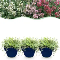 Green Boutiq - Stauden - Thymus Tricolour - Tym - Bodendecker - Rosa - Rot - Weiß - 24 Pflanzen - Topf 11cm - Höhe 15-25cm