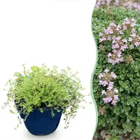 Green Boutiq - Stauden - Thymus praecox Minor - Kriechender Thymian - Duftend - Rosa - 1 Pflanzen - Topf 11cm - Höhe 15-25cm