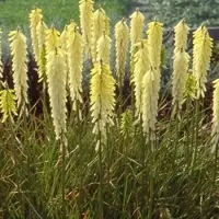Arborix 6 x Fackellilie 'Little Maid' Kniphofia Topf 9cm Schnittblume
