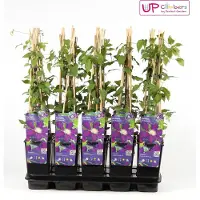 Hoogeveen Plants BV Waldrebe Clematis The Vagabond
