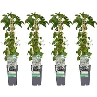 Markenlos Kletterpflanze Hydrangea petiolaris - 65 cm hoch, Ø 15 cm