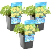 Herbie 3er-Set Lysimachia Nummularia, Pfennigkraut, 10-20 cm, Topf 9 cm