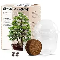 Merkloos Bonsai-Starter-Set mit Tamarinden-Samen und Mini-Gewächshaus