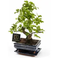 Merkloos Bonsai-Baum in S-Form – 25 bis 30 cm – Carmona oder Zelkova – Mit Terrakotta-Topf