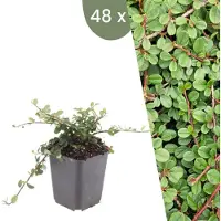 Frank GmbH Plants by Frank | 48 Zwergmispel Pflanzen | Cotoneaster praecox 'Queen of Carpets' | Bodendecker Winterhart | Stauden Winterhart | Gartenpflanzen
