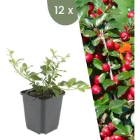 Frank GmbH Plants by Frank | 12 Zwergmispel Pflanzen | Cotoneaster Dammeri | Bodendecker | Winterhart | Mehrjährig | Gartenpflanzen