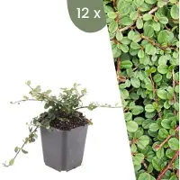 Frank GmbH Plants by Frank | 12 Zwergmispel Pflanzen | Cotoneaster praecox 'Queen of Carpets' | Bodendecker Winterhart | Stauden Winterhart | Gartenpflanzen