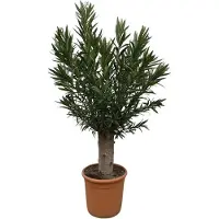 Holland Connections Nerium Oleander Bonsai – 190 cm – Durchmesser 45 cm