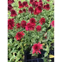 GRDplanten 6 x Echinacea purpurea 'Eccentric' - Sonnenhut - Topf 9x9 cm